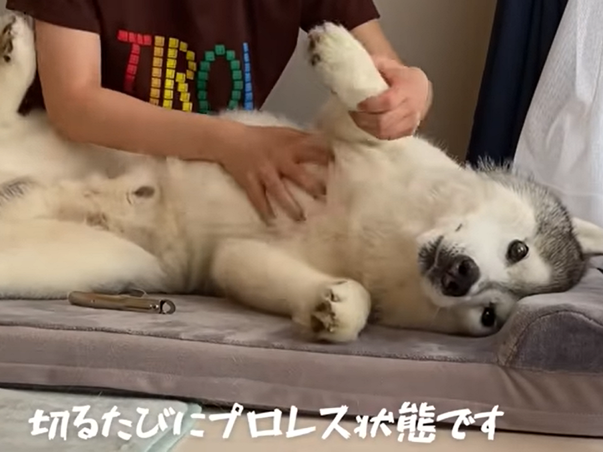 哈士奇被制伏還在拼命掙扎中。 圖／翻攝自YouTube@ プピプピ文太