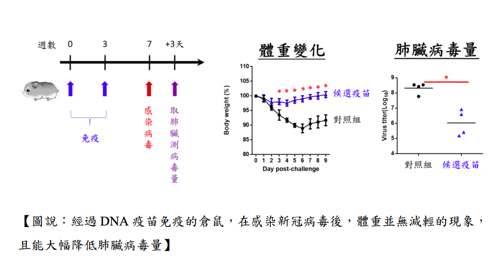 根據DNA疫苗的實驗結果顯示，經過施打的倉鼠，體重和活動量都沒有受到病毒影響。 圖：擷取自國衛院