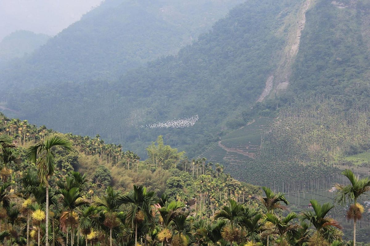 成千上萬隻黃頭鷺在山谷間變換隊形、遷徙的畫面。 圖：翻攝自阿里山新印象臉書