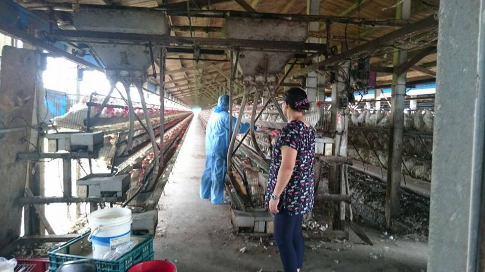 防檢局昨（12）日表示，雲林新增2例土雞確診為H5N2、H5N5亞型高病原性禽流，1例在雲林縣斗南鎮，另1例則在東勢鄉，2例皆為主動通報。 圖：取自防檢局臉書