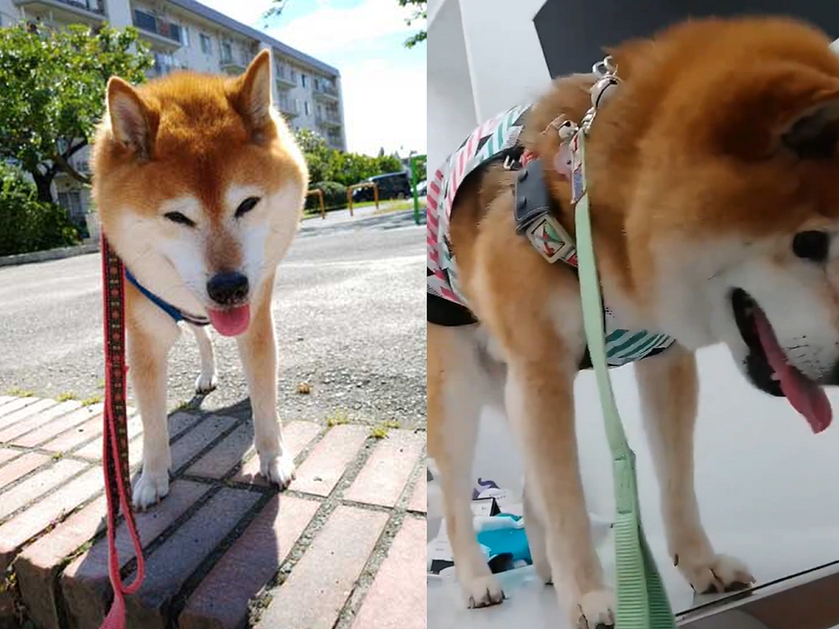 柴：「笑那麼大聲！哼～」 圖／Twitter@maro0324shiba2