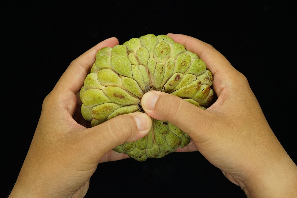 軟熟的釋迦可按壓果梗處，撥開品嘗。 圖：農委會/提供
