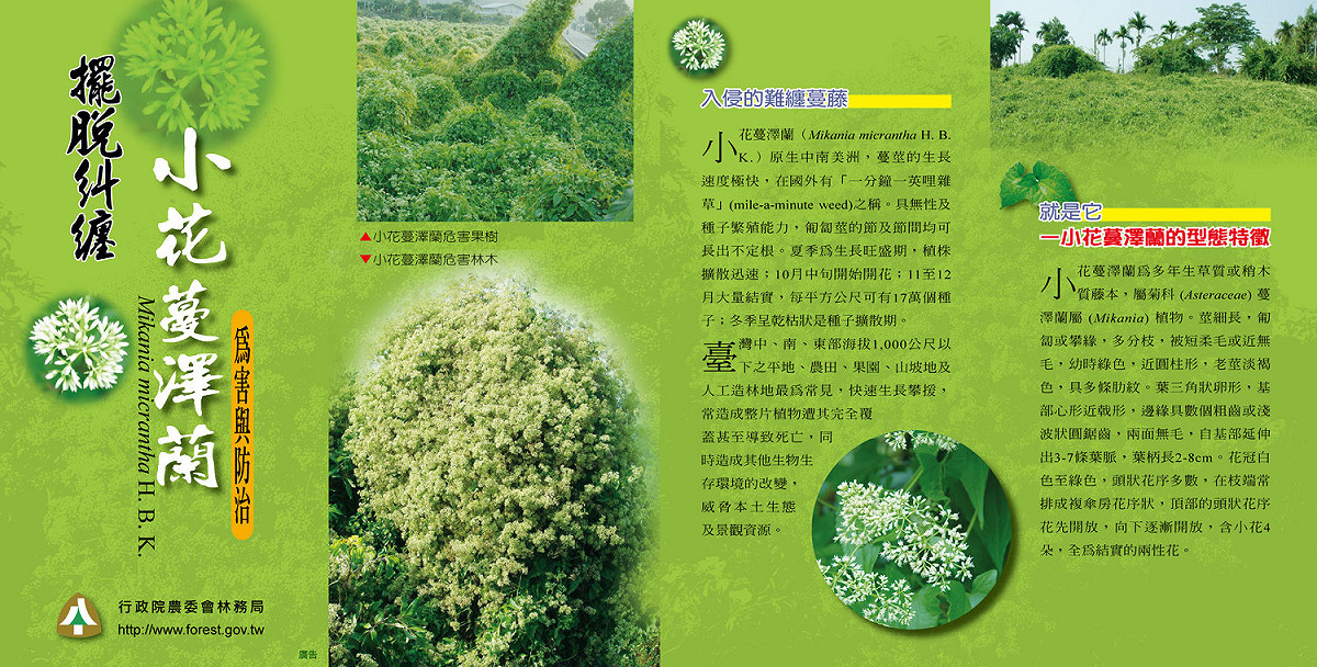 小花蔓澤蘭介紹-1 圖：林務局/提供