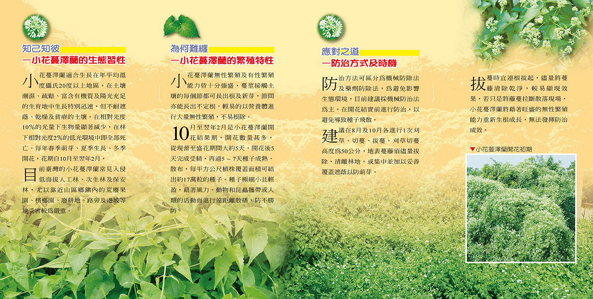 小花蔓澤蘭介紹-2 圖：林務局/提供