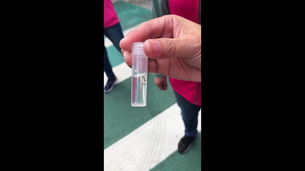 屋頂積水容器檢出有孑孓的陽性反應。 圖：林昀真/翻攝