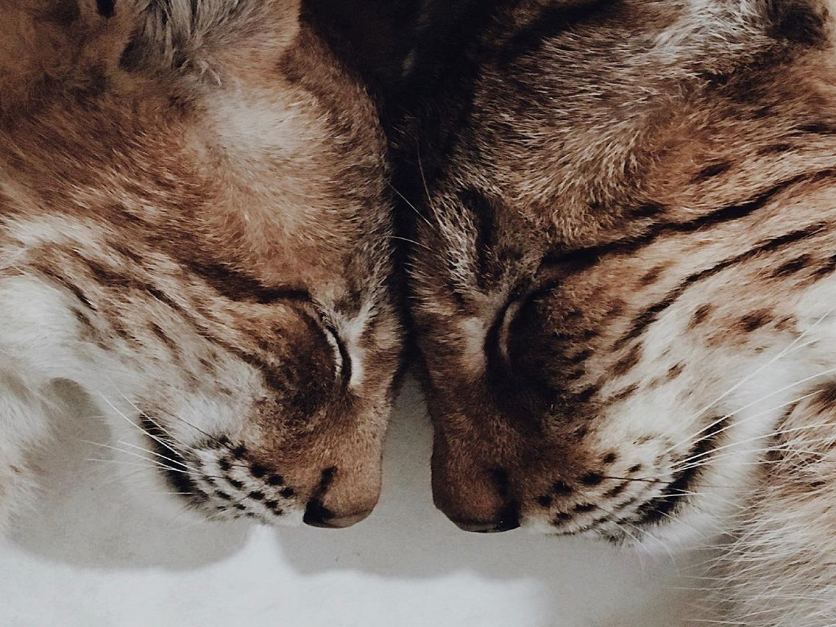 最喜歡互相玩「撞頭遊戲」 圖／IG@lynx&amp;husky