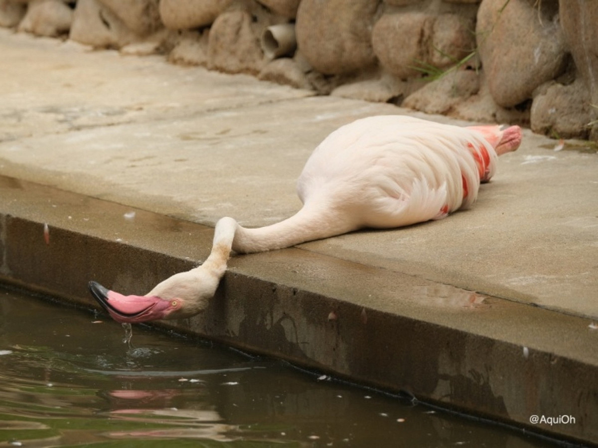 動物園的飼育員出面說出真相，讓網友都驚呆！ 圖／Twitter@AquiOh