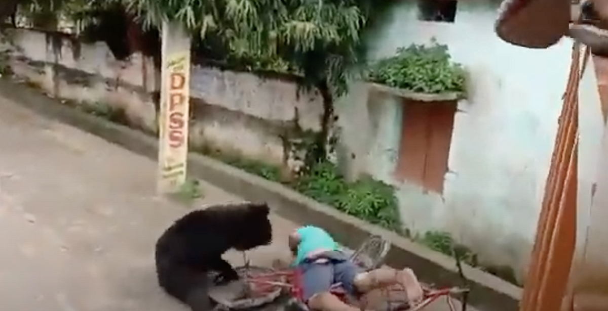 印度東部印度東部巴瓦尼帕特納（Bhawanipatna）驚傳一起黑熊闖進蔬果市場內攻擊人類事件。 圖：截取自YouTube Stay Tuned with Puja