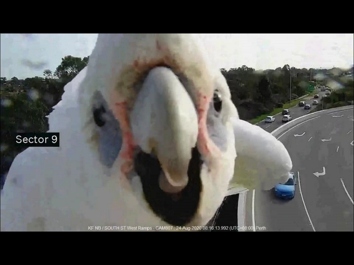 來啊！踹共啊！ 圖／Main Roads Western Australia