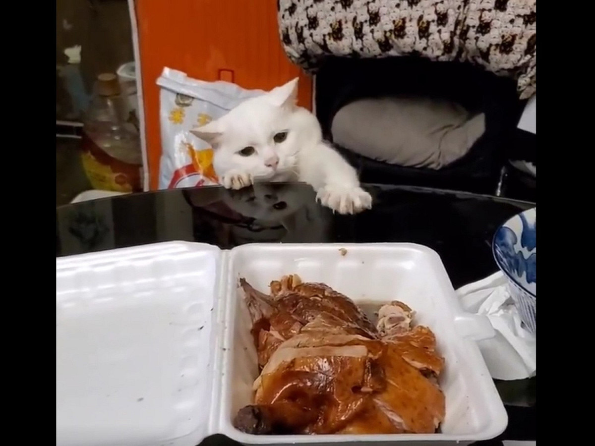 阿七：肉肉你過來一點啦，偶撈不到你！ 圖／網友Teko Skeihan Mew授權提供