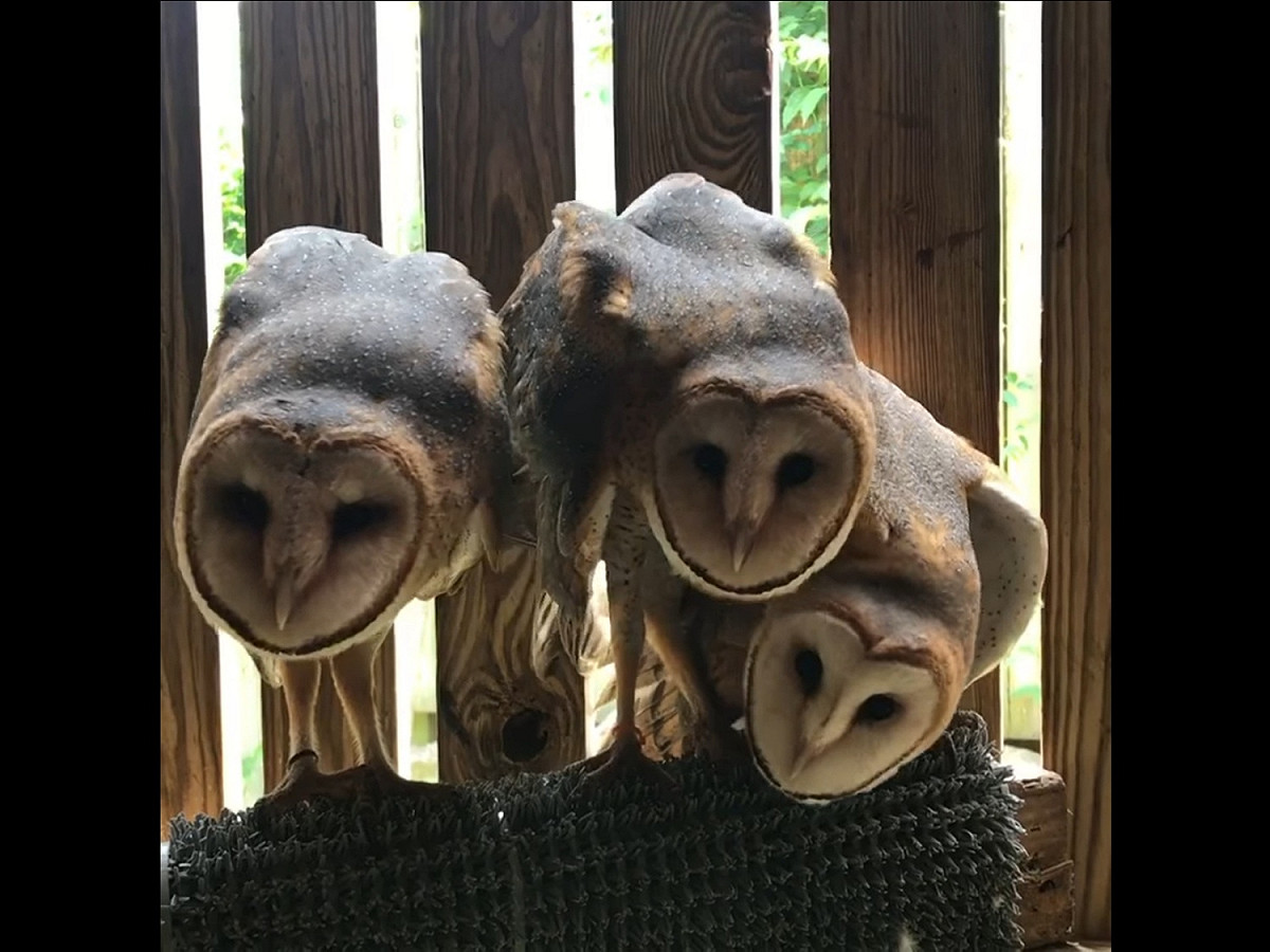 不～準～過來唷～ 圖／Facebook@Raptor Rehabilitation of Kentucky Inc