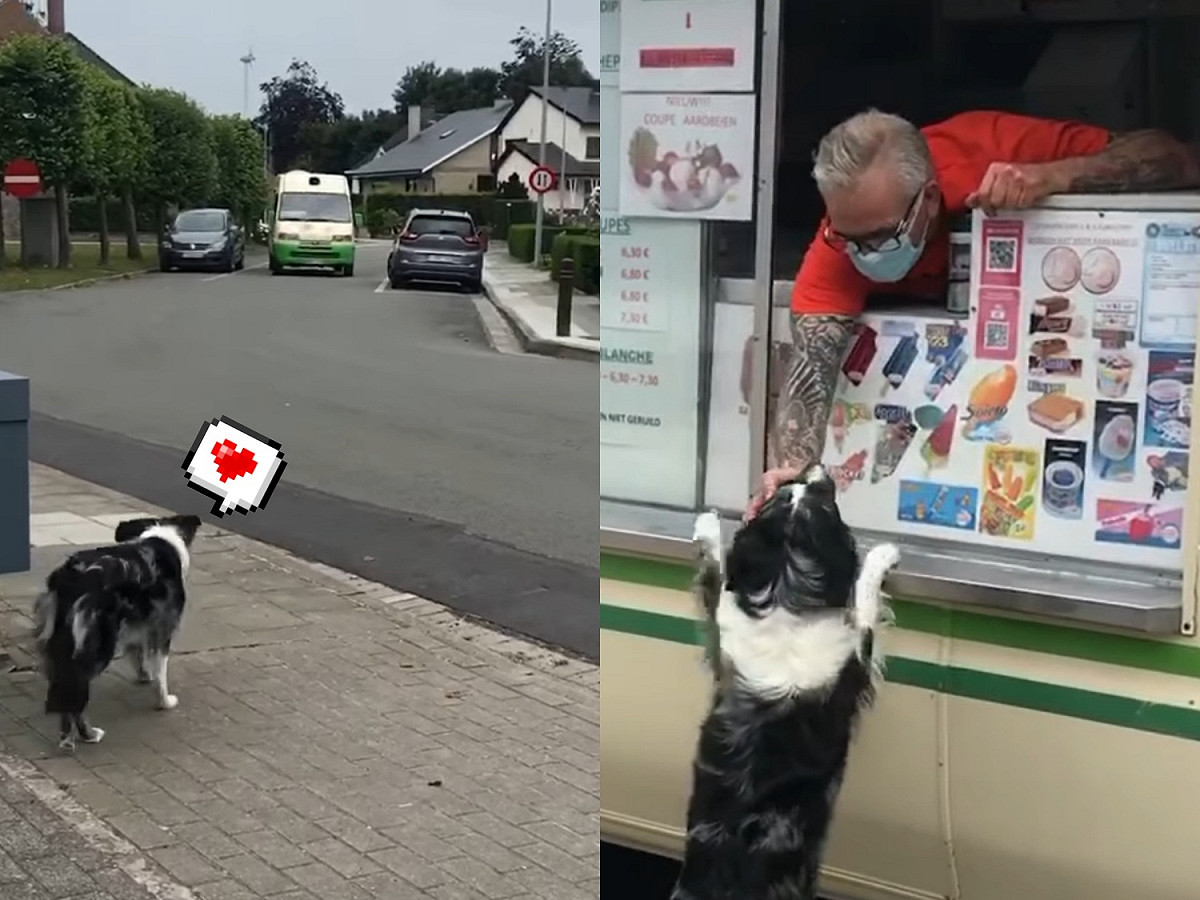 冰淇淋叔叔會熱情和露娜打招呼，並送牠一個餅乾杯。 圖／Facebbok@I am Luna bordercollie