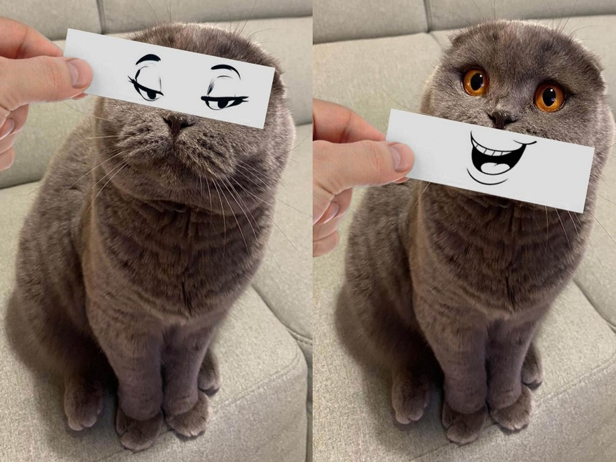 阿特拉斯：人家喜歡魚魚口味的，記得要買喔！ 圖／IG@atlas_scottish_fold