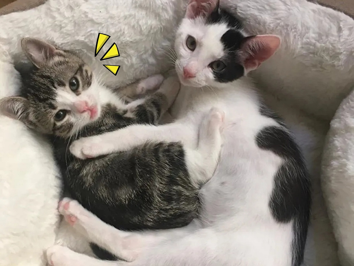索妮雅從救援組織那裡帶回一窩小貓中途照顧。 圖／Mini Cat Town