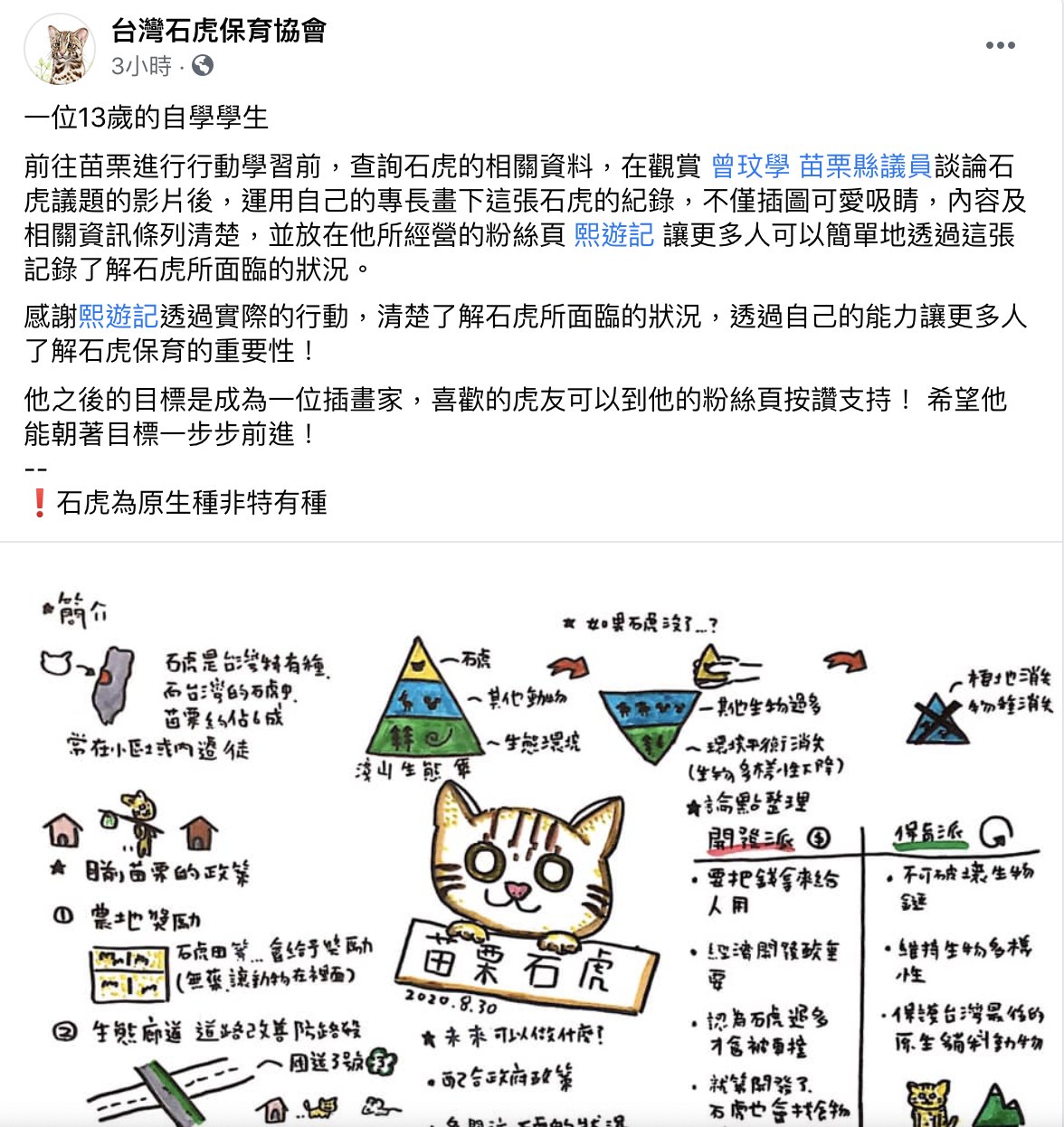 台灣石虎保育協會今（3）日分享一名13歲學生以插畫來呈現石虎保育的資訊 圖：取自台灣石虎保育協會臉書。