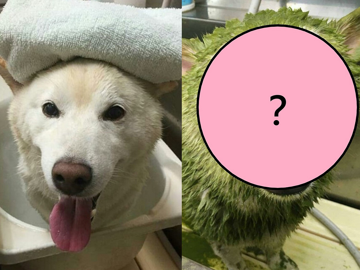 麻卡：本汪最喜歡洗澎澎啦！ 圖／IG@moka.shiba