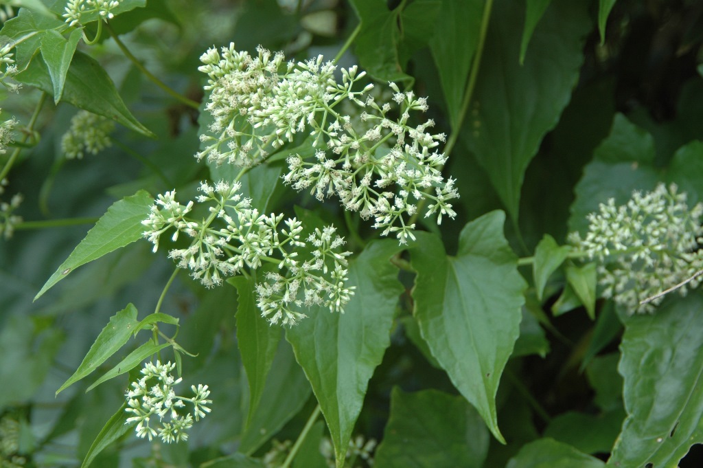 小花蔓澤蘭的花。  圖：新北市農業局提供