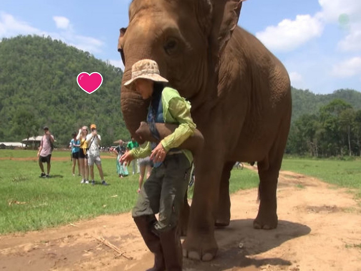 當中還會用象鼻將走錯方向的利采樂帶回來！ 圖／翻攝自Youtube@elephantnews