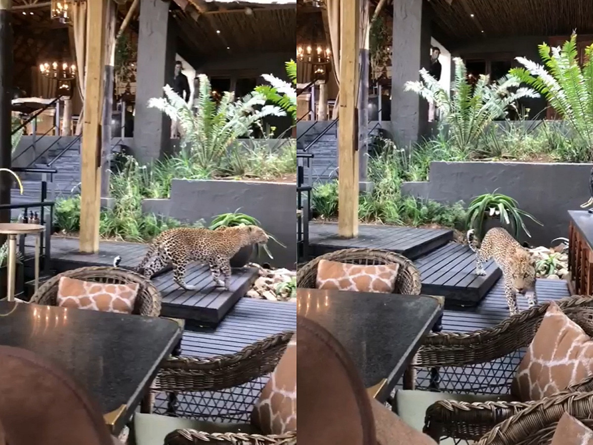 花豹走上了木板台階。 圖／Facebook@Singita