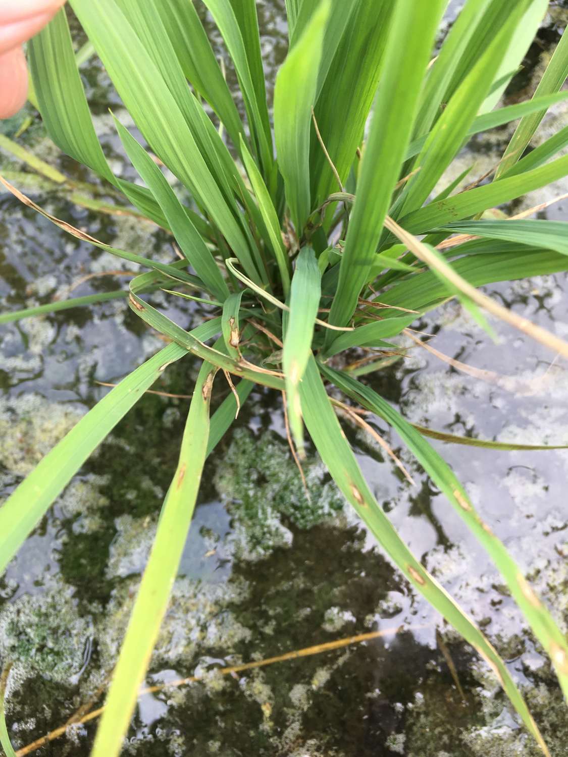 雲林縣動植物防疫所表示，稻熱病危害初期會在葉面形成暗綠色小斑點，之後擴大呈紡錘型，外圍黃色，中間灰褐色之病斑。 圖：雲林縣動植物防疫所/提供