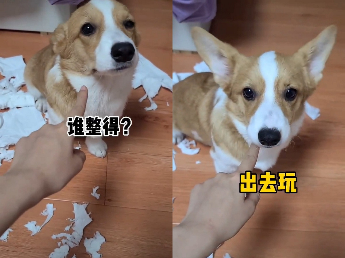 柯基闖禍被罵想裝沒聽見，一聽到關鍵字卻立刻被耳朵出賣。 圖／抖音@chachapipi