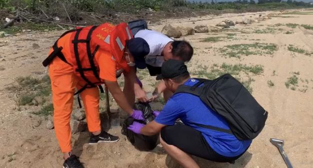 金門岸巡隊人員於金門縣金寧鄉安東一營區岸際發現一隻死亡鯨豚。 圖：金門岸巡隊/提供