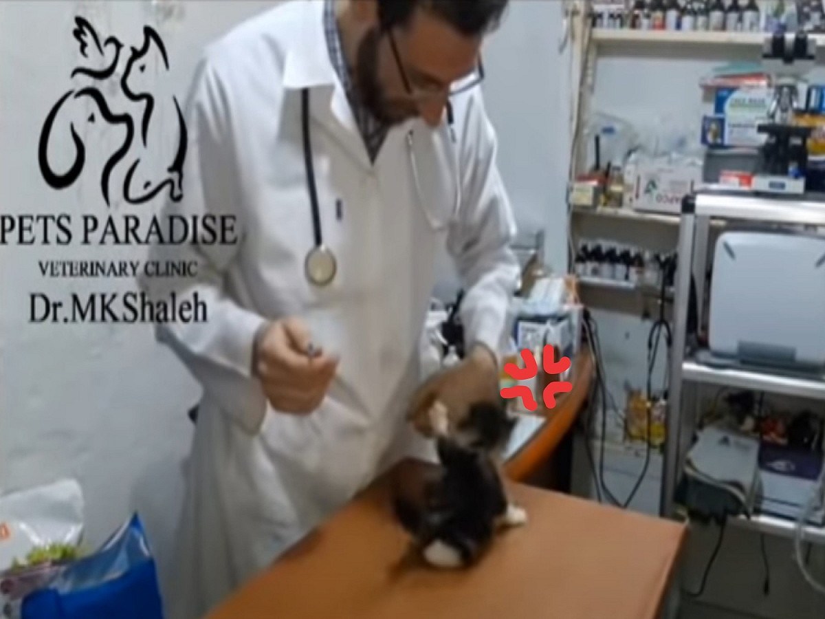 一隻小貓不願接受打針，生氣地對獸醫師狂吼又亂咬。 圖／翻攝自Youtube@pet's paradise veterinary clinic