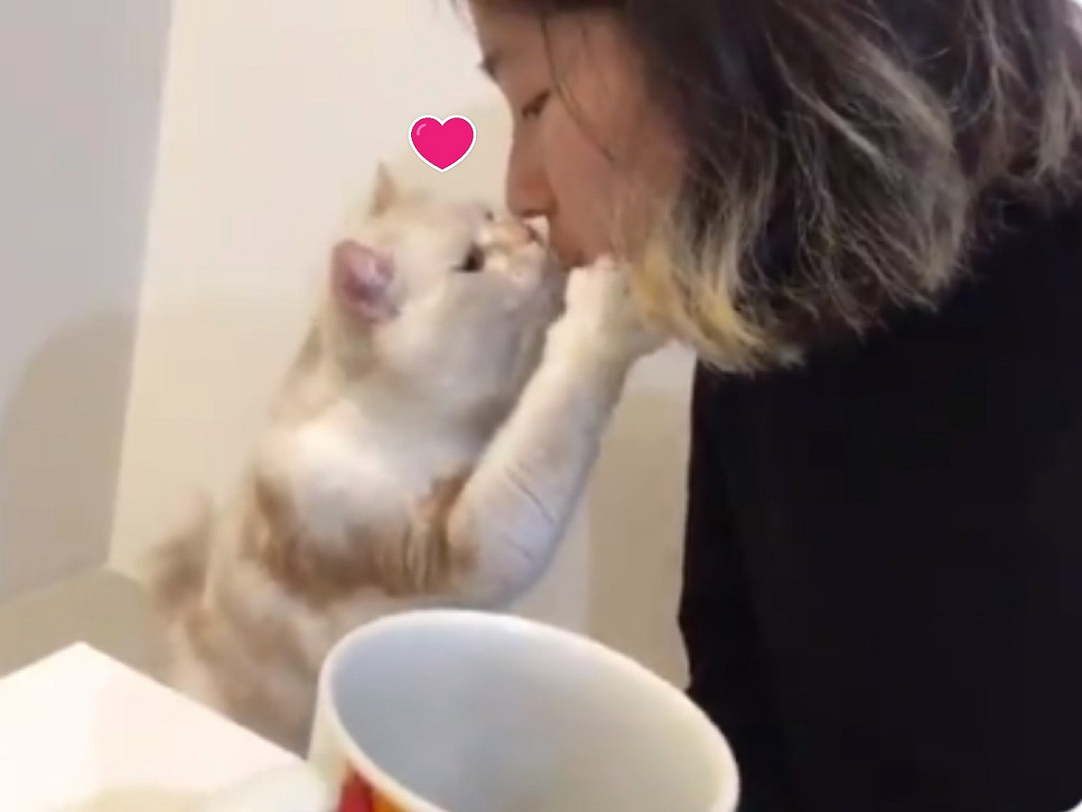 女子向貓咪討親親，貓咪竟然站起來回吻。 圖／翻攝自twitter@nachara_xxx