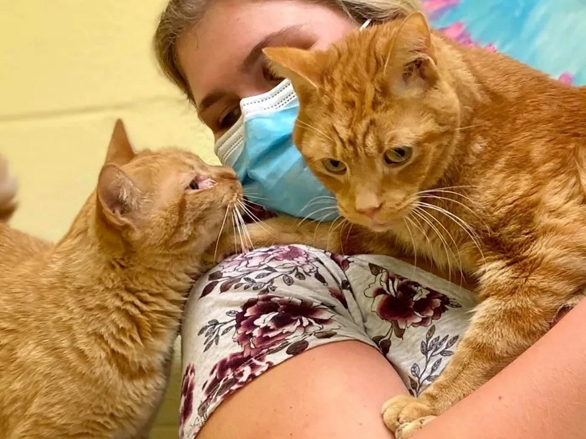 兩隻貓左右夾攻討抱、要撒嬌。 圖：Friends of Anne Arundel County Animal Care and Control