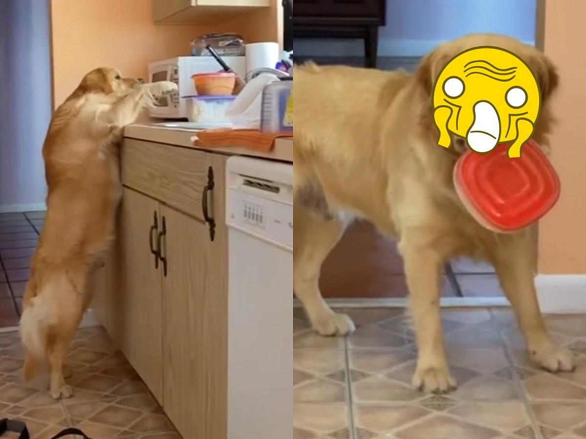 黃金獵犬路加（Luke）日前偷食物被主人特蕾西（Traci Grimsley）抓包，瞬間冒出超深抬頭紋一臉委屈。 圖／IG@lukethegoldenchild