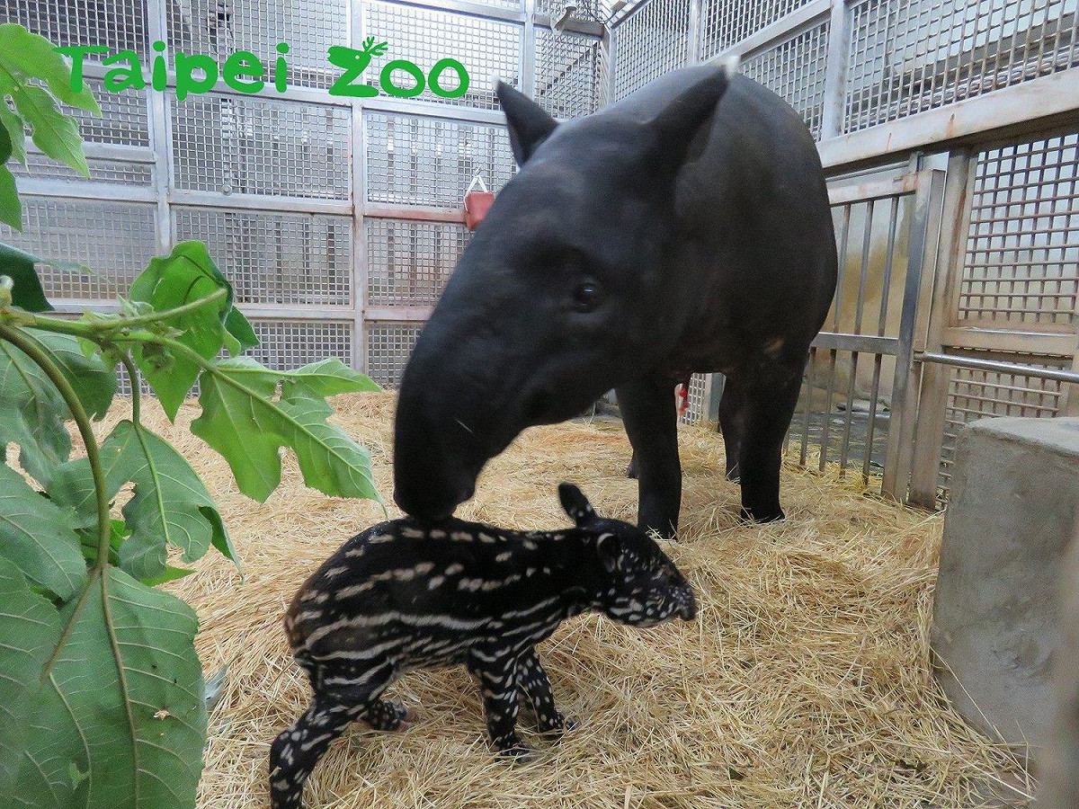 台北市立動物園裡2018年由布拉格贈送給台北市的馬來貘「貘克」和北市動物園的「貘芳」共組家庭，「愛的結晶」出生了。 圖：台北市立動物園