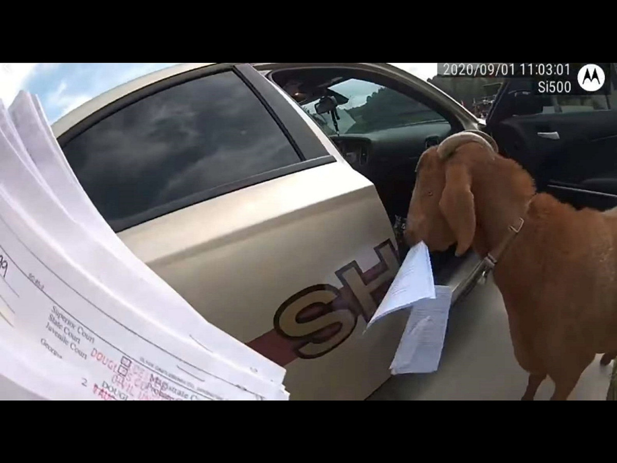 女警到一處民宅送文件，卻遇到鬼祟山羊潛入巡邏車偷吃文件。 圖／Douglas County Sheriff's Office