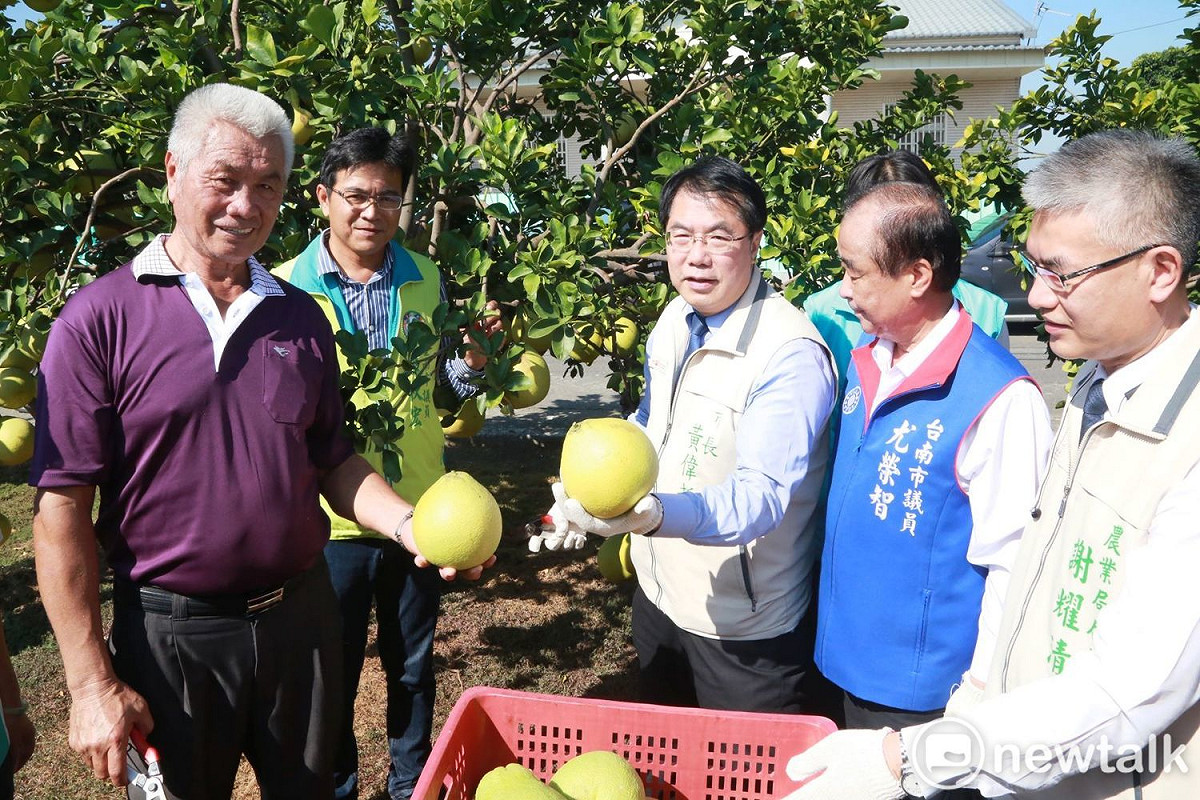 台南市長黃偉哲化身一日農夫，前往麻豆現採及大口品嘗香甜多汁的紅柚，向全國朋友推薦吃台南紅柚正是時侯。 圖：黃博郎／攝