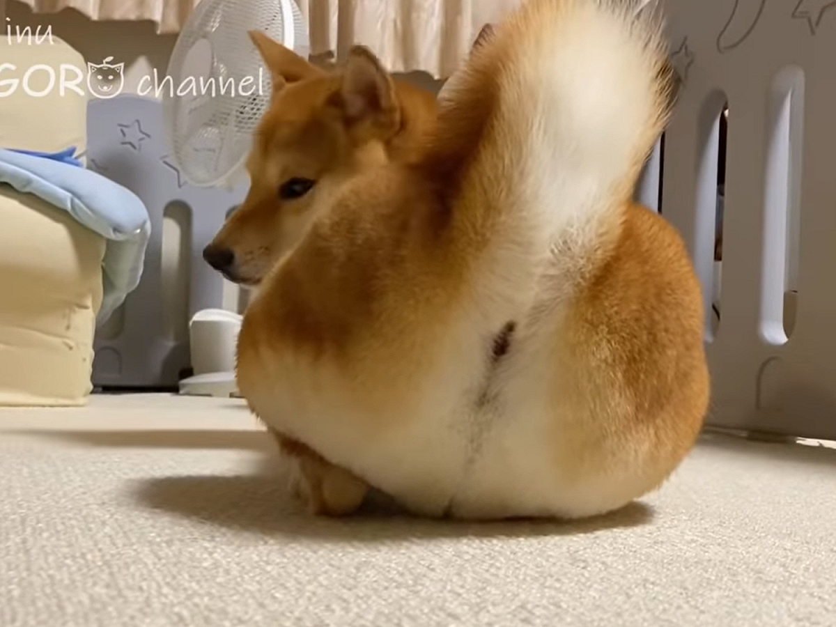偶的「卡稱」不錯吧！ 圖：翻攝自Youtube@柴犬りんご郎 Shiba Inu Ringoro