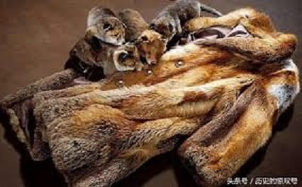 波蘭動物皮草農場主人和猶太潔食肉品製造業者今天在首都華沙抗議一項正在國會闖關的新法，這項法案受到動物維權團體支持。 圖 : 翻攝自微信