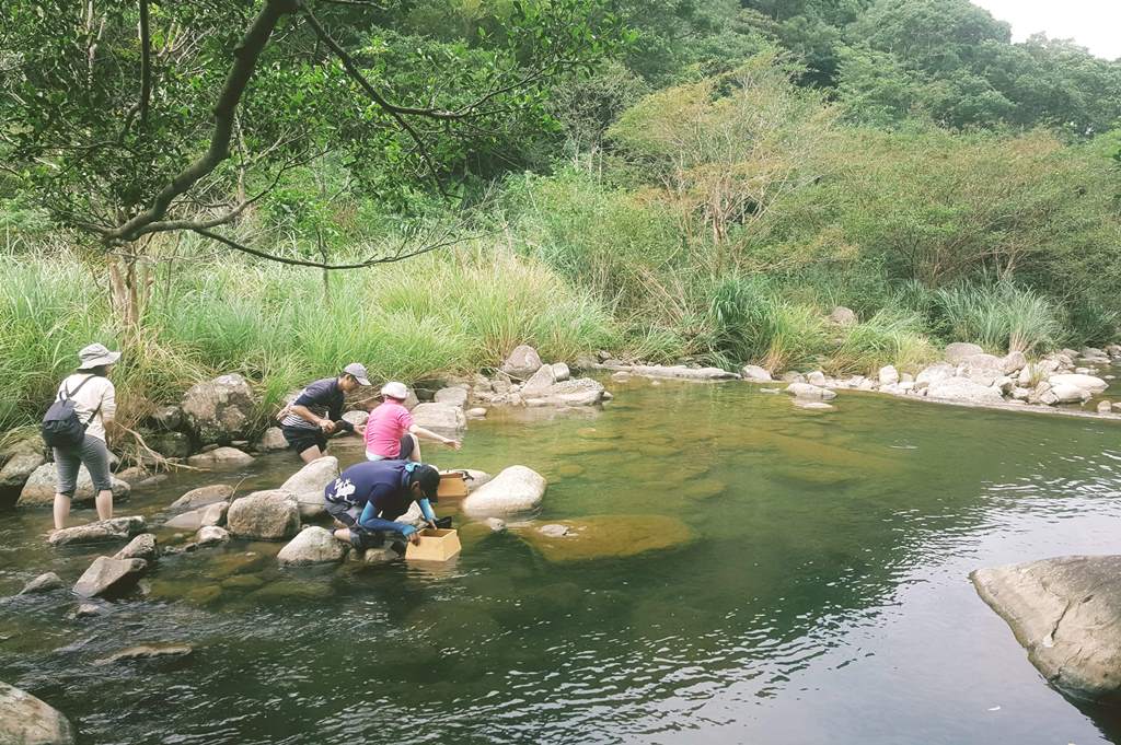 田寮洋的遠望坑溪，常有民眾使用窺箱觀察水生生物。  圖：新北市農業局 / 提供
