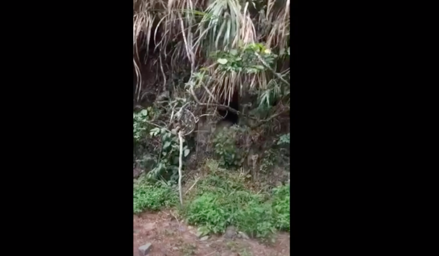 台東海端鄉碧山溫泉至利稻村之間的南橫公路上，今天傍晚有村民發現一隻台灣黑熊，黑熊從山壁滑下來又奮力爬上去，民眾拍下影片。