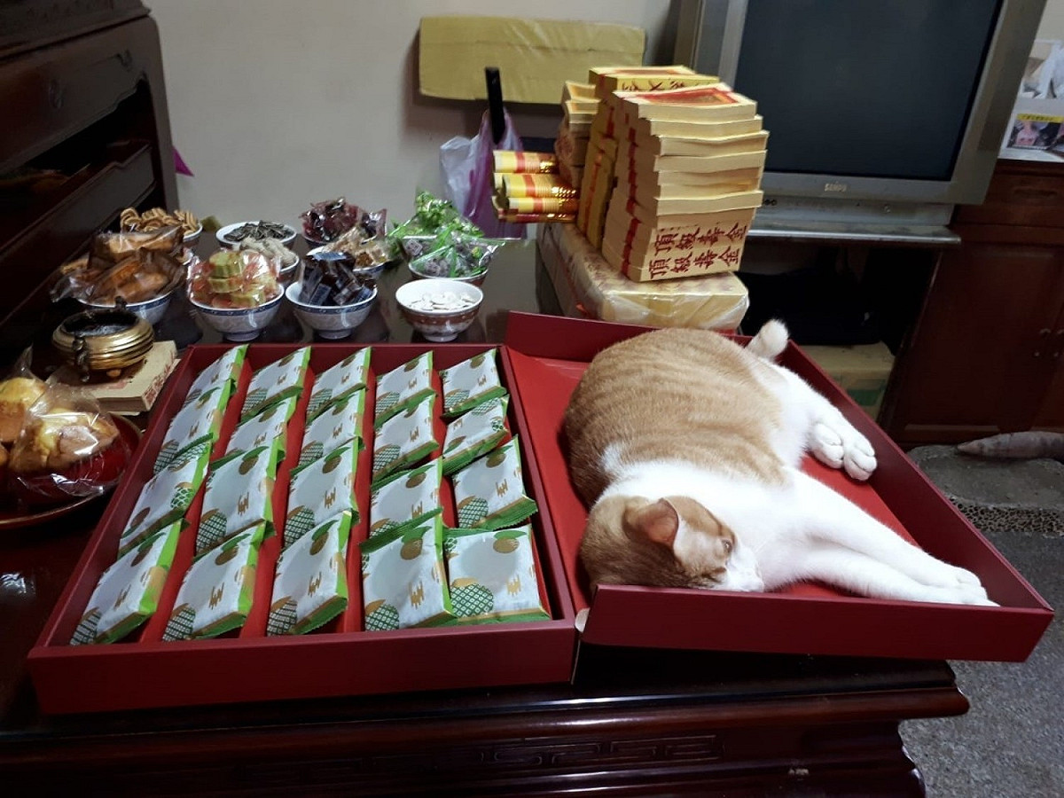 網友詹小姐的媽媽日前拜拜時，橘白貓竟跳上桌當「大禮貓」。 圖／網友詹小姐授權提供