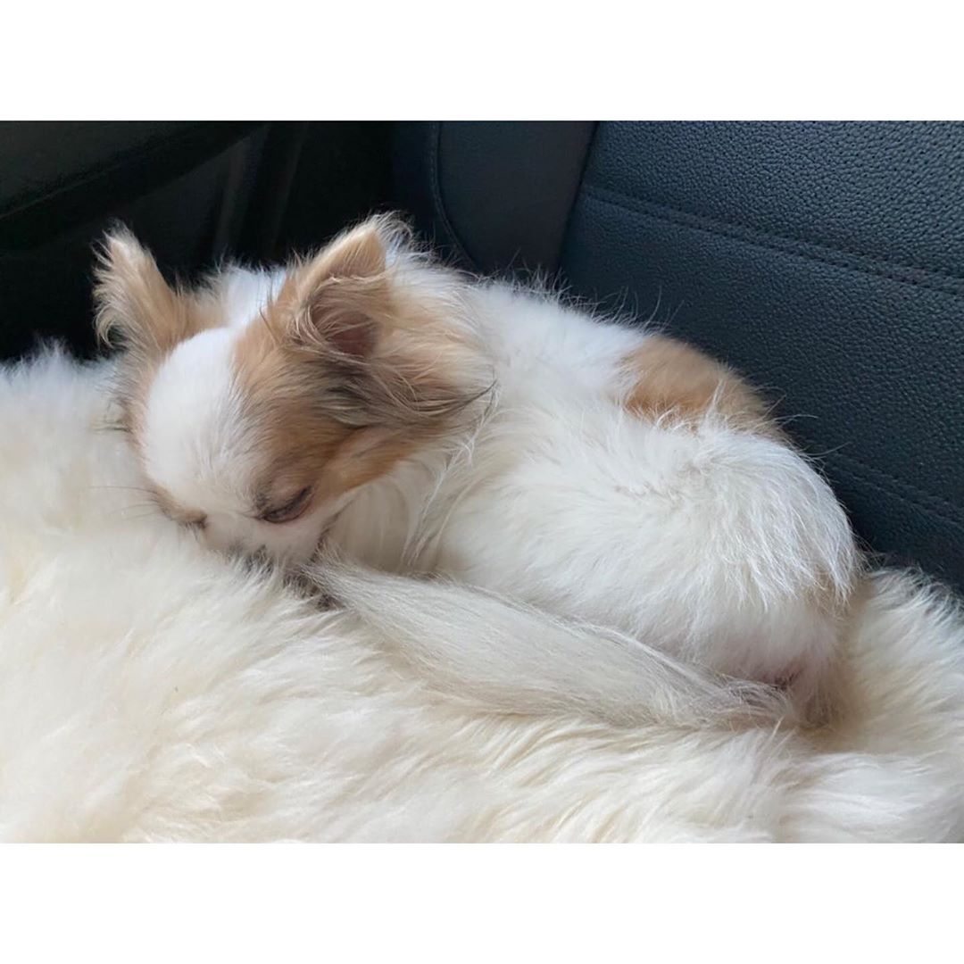 周子瑜的愛犬Gucci。 圖：翻攝自TWICE IG