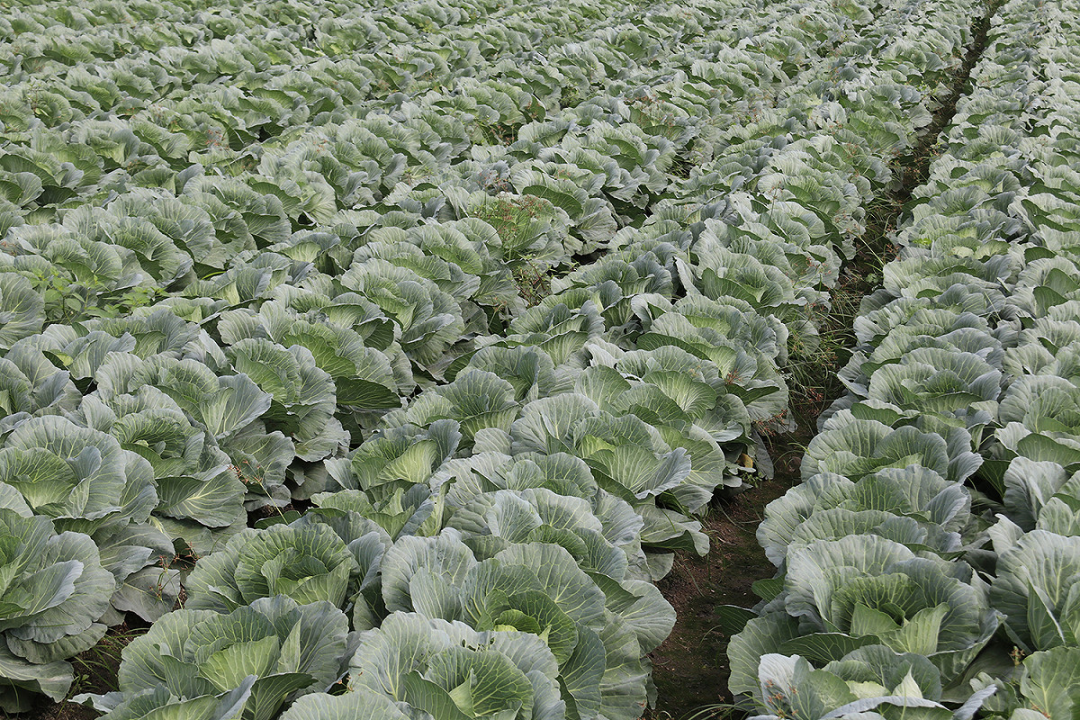 9月中旬高麗菜種植數達674萬株，農糧署發布「超種」示警。 圖：農糧署/提供