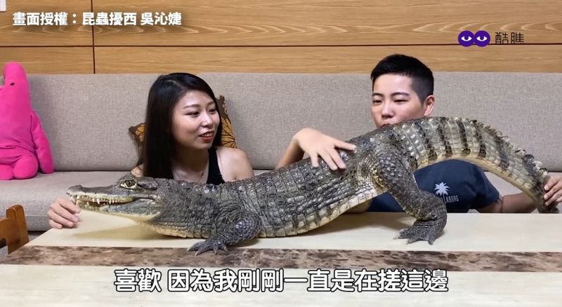 Youtuber拜訪正妹馴鱷師「沙西米」，與她的小寶貝「妹妹」。 圖／昆蟲擾西吳沁婕　授權