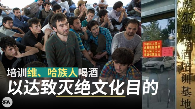 中國新疆維吾爾自治區庫爾勒市出現「喝酒培訓基地」，強迫穆斯林喝酒，藉此達到滅絕少數民族文化習俗的政治目的。 圖：翻攝自由亞洲電台網站