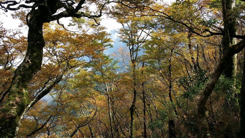 太平山國家森林遊樂區推出完整上山賞山毛櫸攻略，今年更加開山毛櫸專車，趕上秋天黃金森林美景。 圖：翻攝自太平山國家森林遊樂區官網