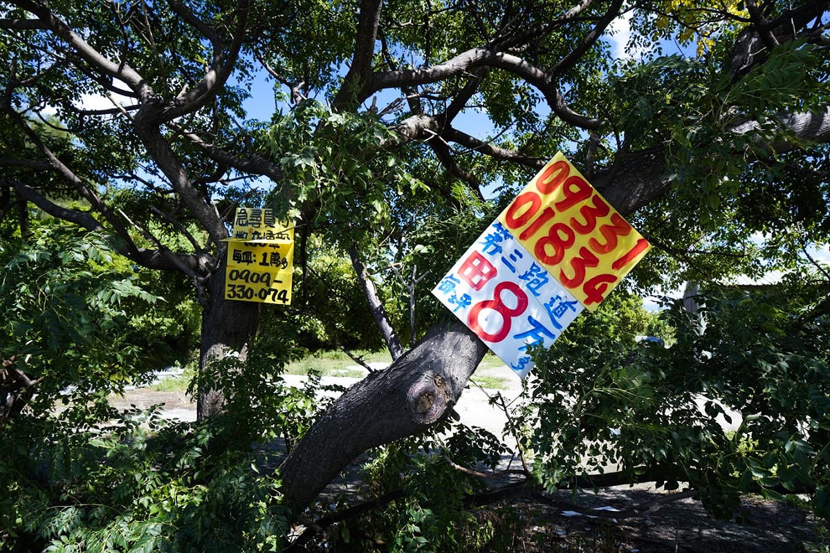 航空城預定地內的大樹，『被長出』為數不少的買賣土地、房屋的廣告看板，鮮豔的用色在大樹下顯得非常搶眼而突兀！ 圖：張良一/攝