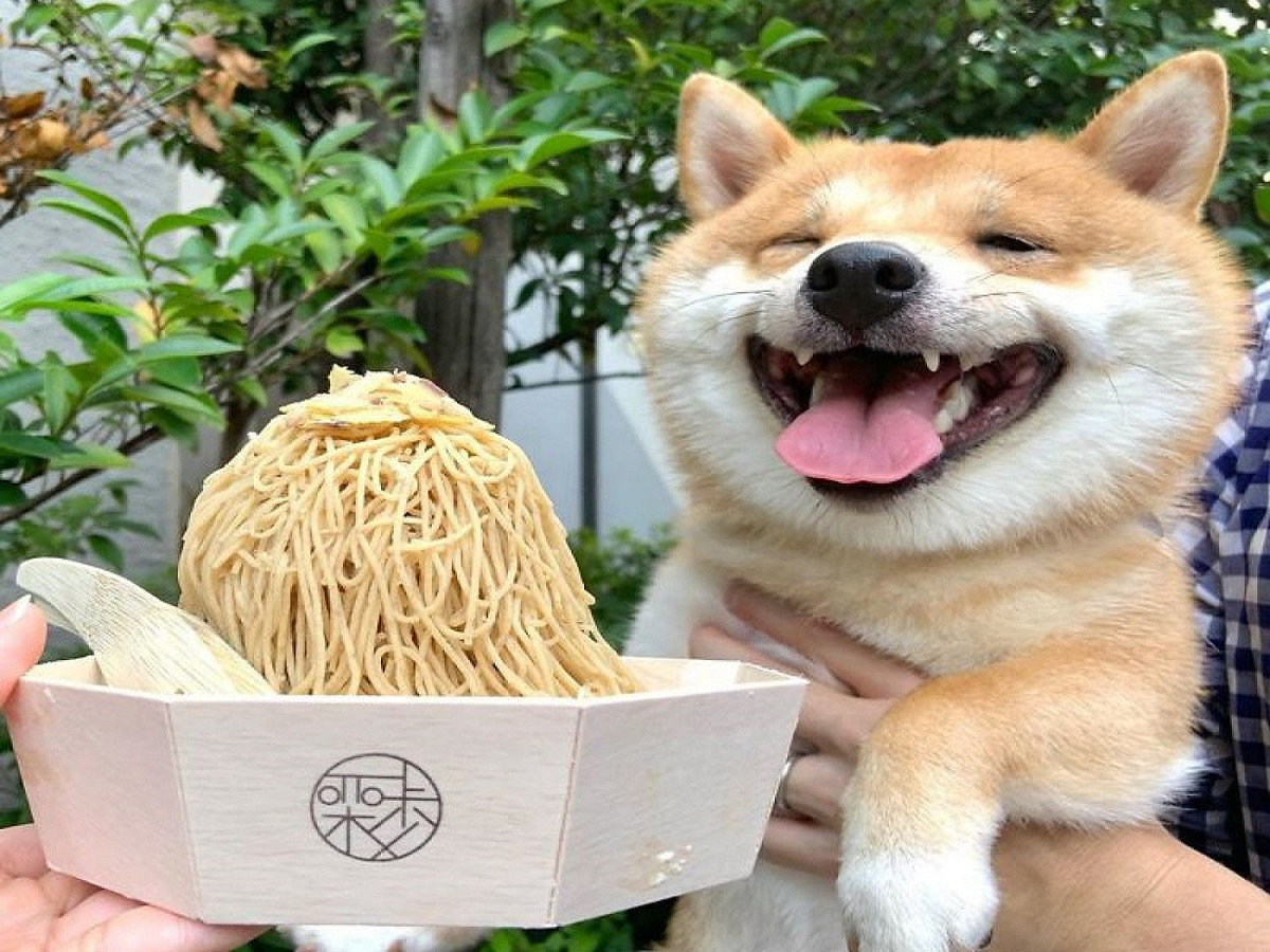 Uni：這個看起來好好吃，可以分我一口嗎？ 圖：／IG@shiba_uni_20190107