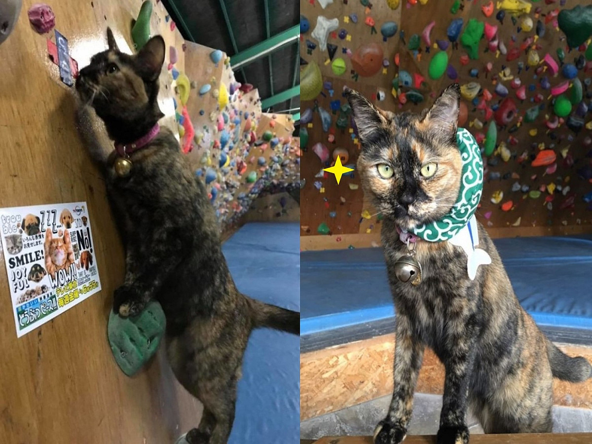 沖繩一間體育館裡有一隻店貓經理熱愛攀岩。 圖／FB@bouldering gym BOULBAKA
