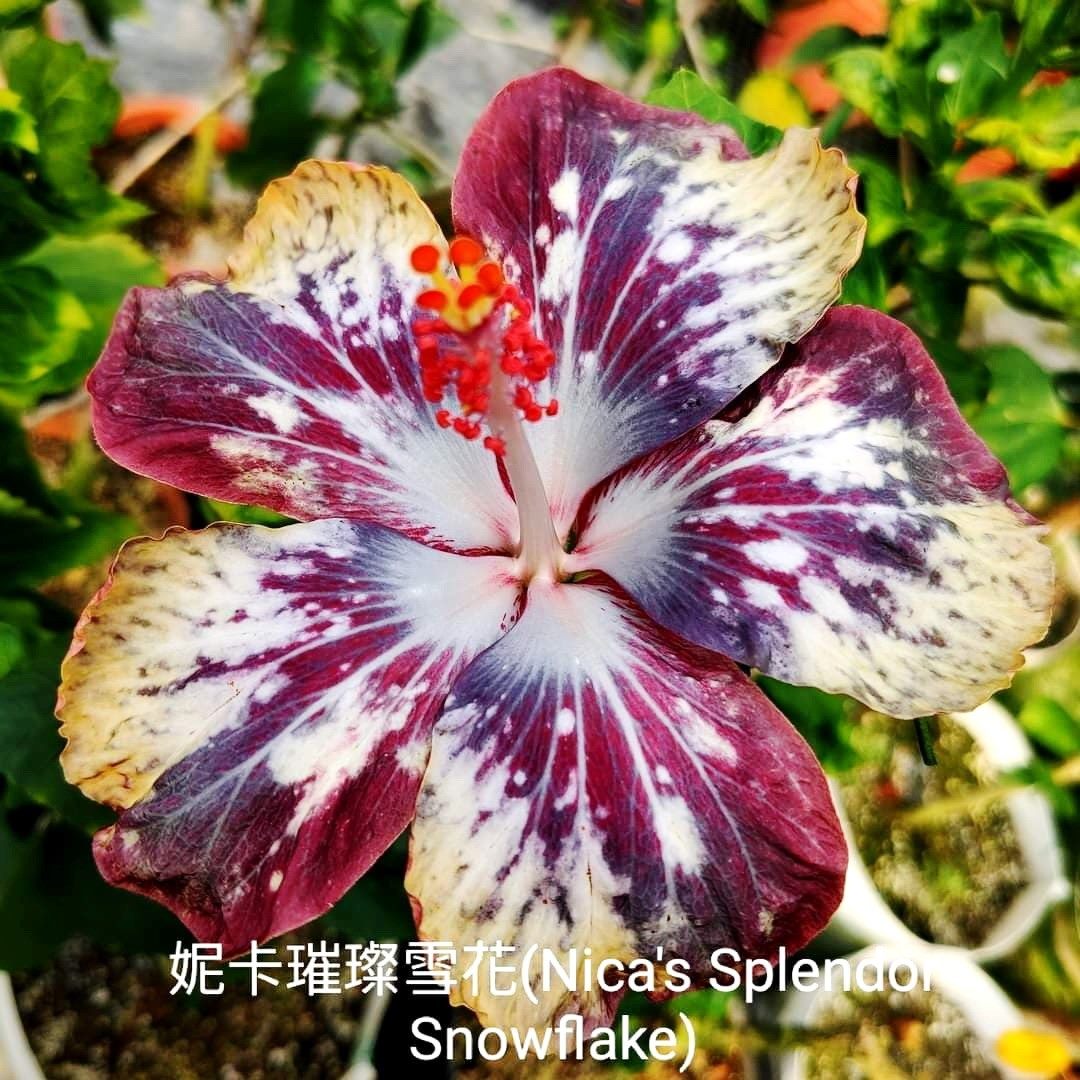 朱槿花亦有花色豔麗的花種，也培育出漸層花色。 圖：北市工務局／提供