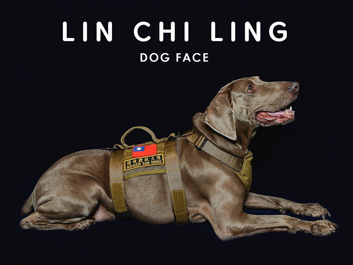 搜救犬「林志玲」在10年多的生涯裡，幫助過數十名迷路的民眾回家，也曾經默默地幫忙國內重大案件的搜索。 圖：粉專遊俠搜救犬隊-Ranger Rescue Dog Special Forces／提供