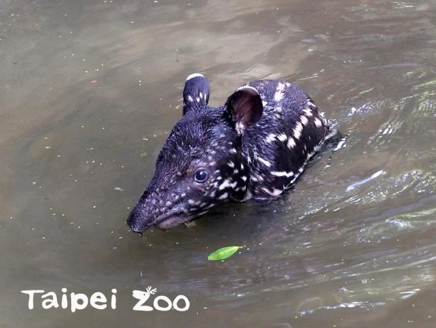 民眾可以到動物園的熱帶雨林區看「貘豆」。 圖：取自台北市立動物園網站
