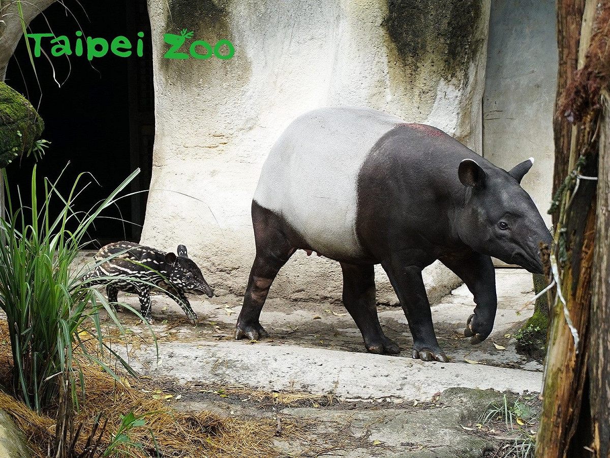 「貘芳」和「貘豆」一同到戶外散步。 圖：取自台北市立動物園網站